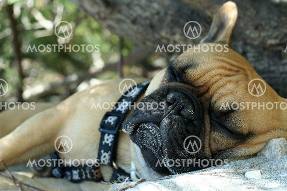 Schlafene Bulldog
