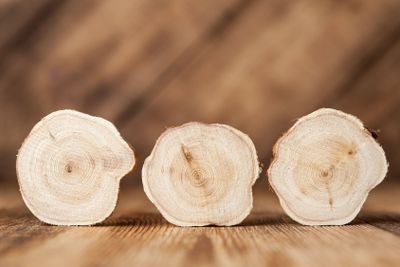 Texture of cross section juniper wood. Pattern of tree...