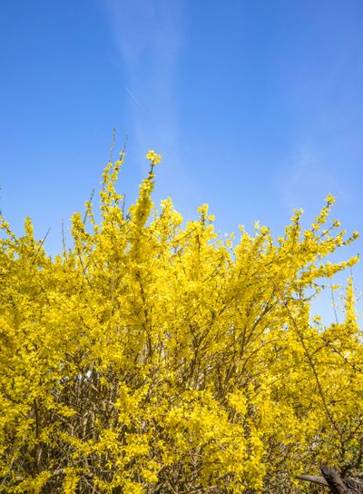 Forsythia bush on blue background