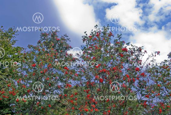 Rowanberries