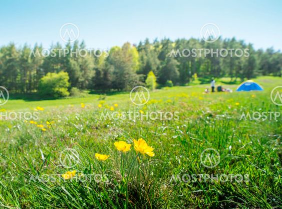 Green meadow in a forest and tent