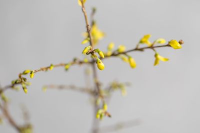 Yellow forsythia suspensa spring. Flowers bloom from buds...