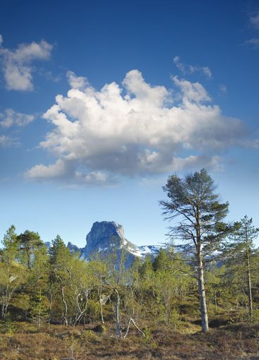 Forest trees in the mountains in early spring with a...