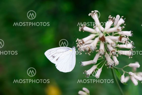 closeup of a butterfly on white flowers