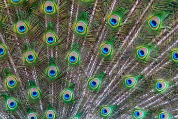 Close-up of feathers, male The Indian blue peafowl,...