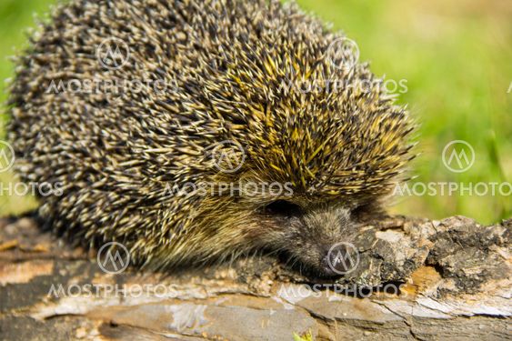 Young prickly hedgehog on the log