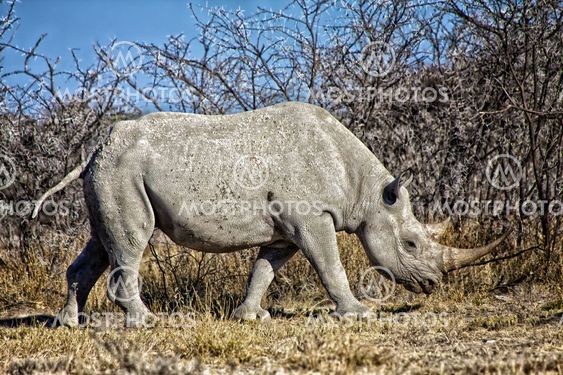 black rhinoceros in etosha national park namibia africa