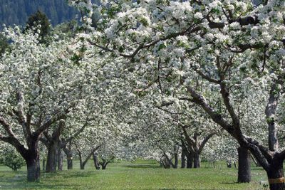 Spring apple blossom orchard