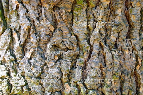 Bark Texture