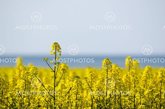 Canola field closeup