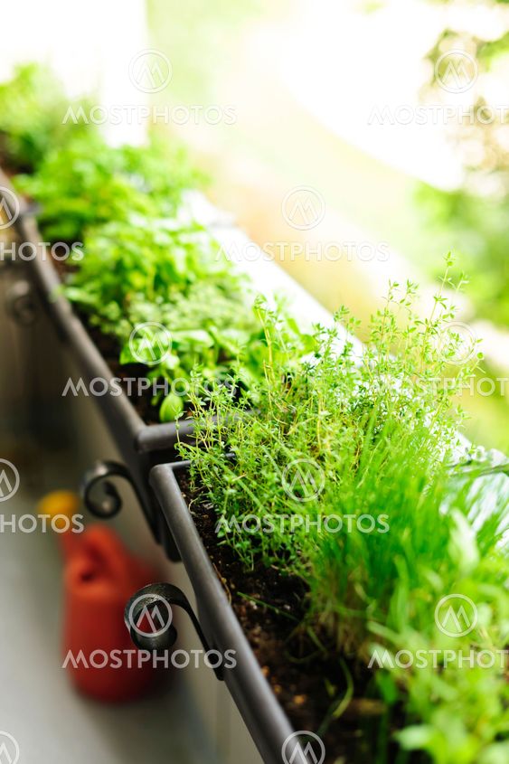 Balcony herb garden