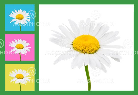 Camomile kukat koostumus