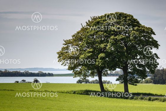 Trees on Field