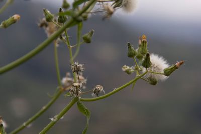 plant, flower, bloom, blossom, flowering, white, seed,...