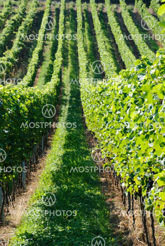 Green vineyards