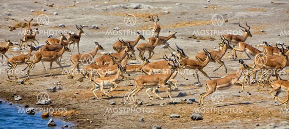 a group of blackfaced impala running away at etosha national park namibia africa