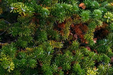 Abies koreana (Korean Fir) Branch with Compact Green...