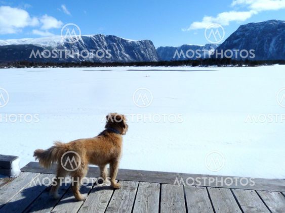 Dog Looking Over Frozen Lake
