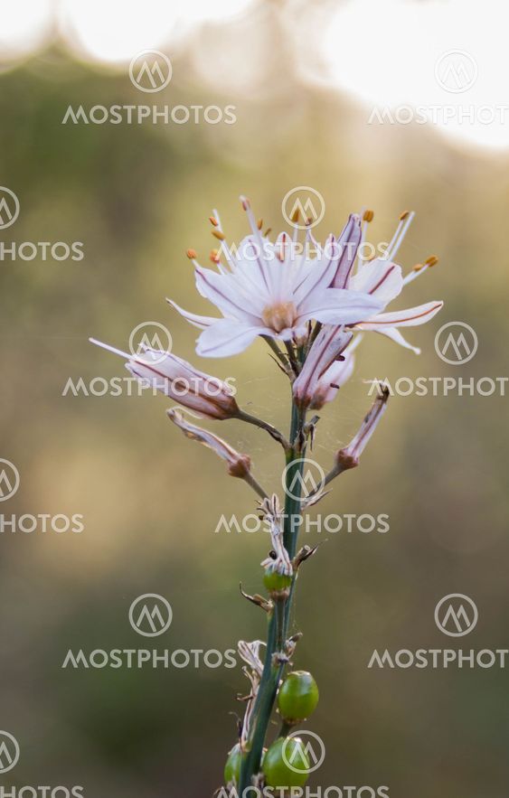 Asphodelus ramosus early spring morning in the forest Hanita, Israel
