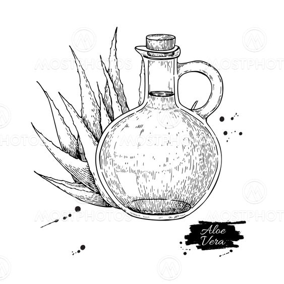 Aloe Vera juice in pitcher bottle. Hand drawn vector...