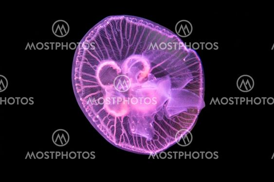 Jelly Fish