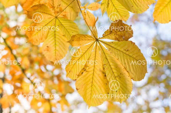 Closeup of chestnut autumn yellow leaves
