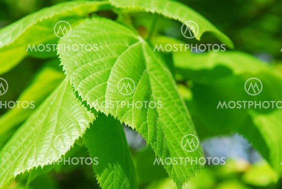 Green leaves