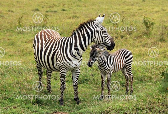 Zebra with Foal