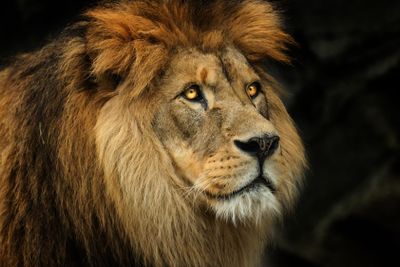 Profile Berber lion