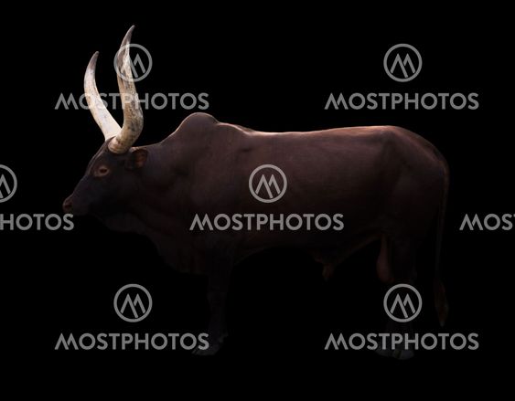 male ankole watusi in dark background