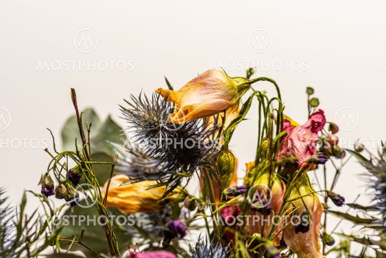 Colorful bouquet of dried flowers.