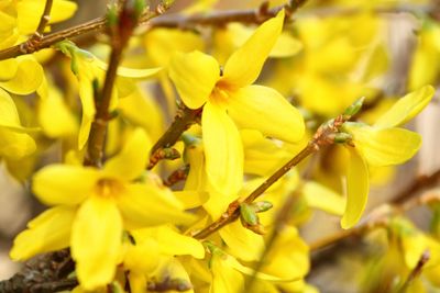 Forsythia