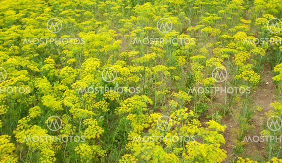 fennel