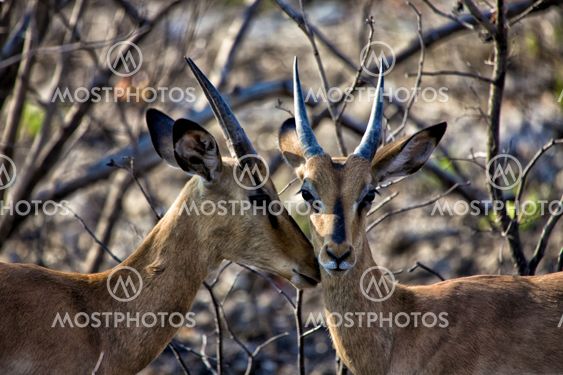 two black faced impala in Etosha National park namibia