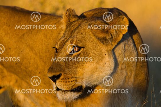 lion the king of the jungle of Tanzania