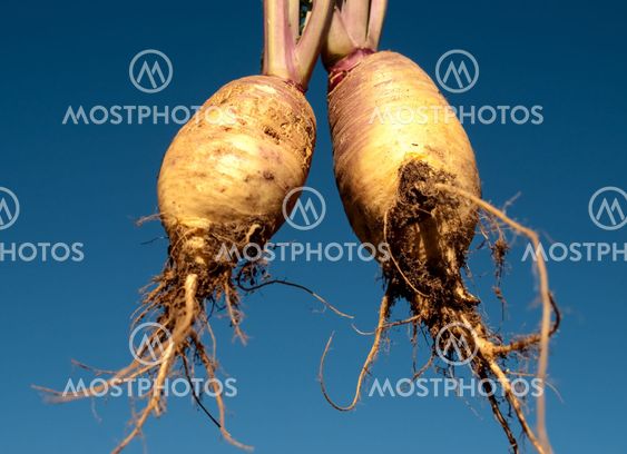Edible Swedes rutabaga against blue sky background