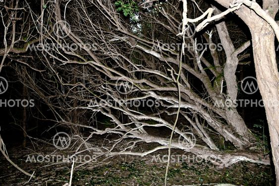 branches of bare trees in a haunted forest