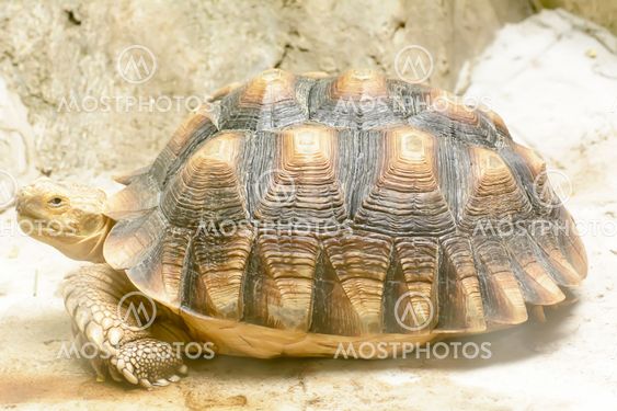 Radiated Tortoise