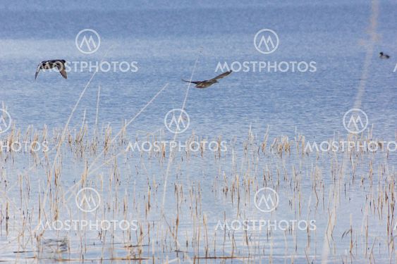 Mallards flying away