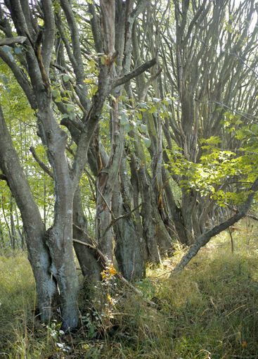 Tree, forest and branch with growth, landscape and...