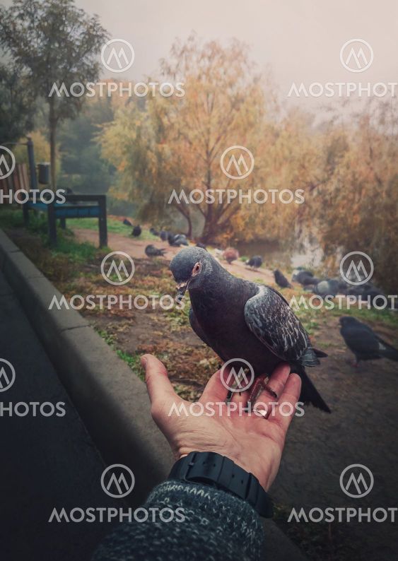 Close up male hand holding a single feral pigeon from a...