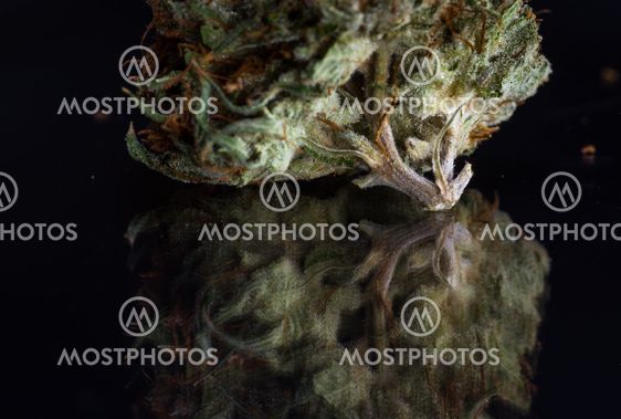 beautiful marijuana close up