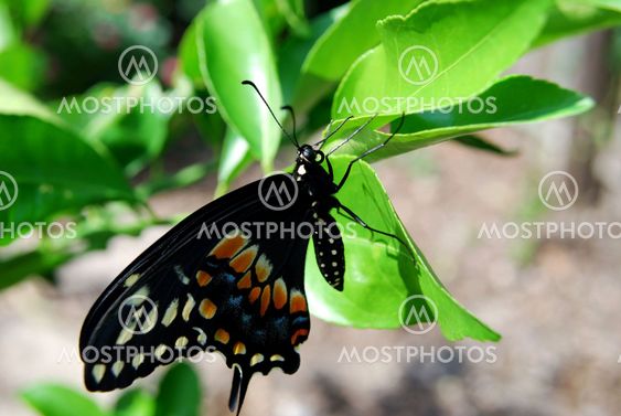 black swallowtail butterfly