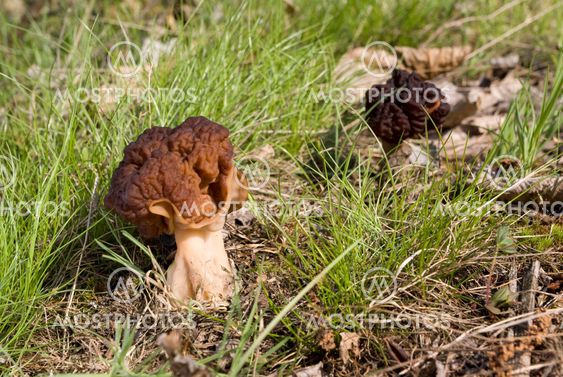 morel mushroom