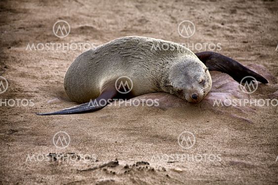 fur seal sleeping on the beach at cape cross seal reserve namibia africa