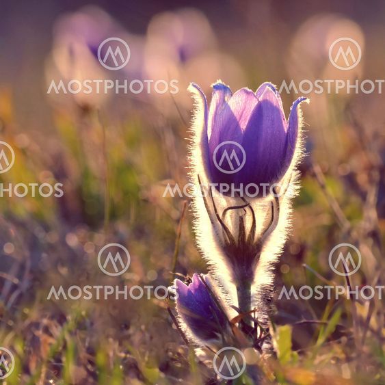 Pasque Flower blooming on spring meadow at the sunset -...