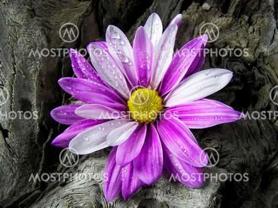 Driftwood Daisy