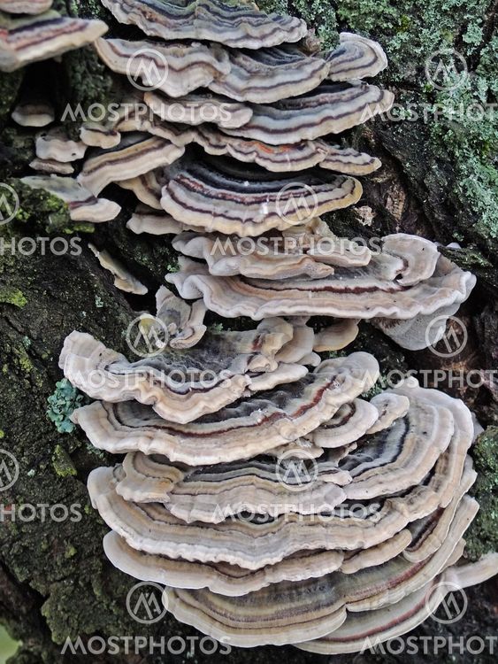 Mushrooms on a tree
