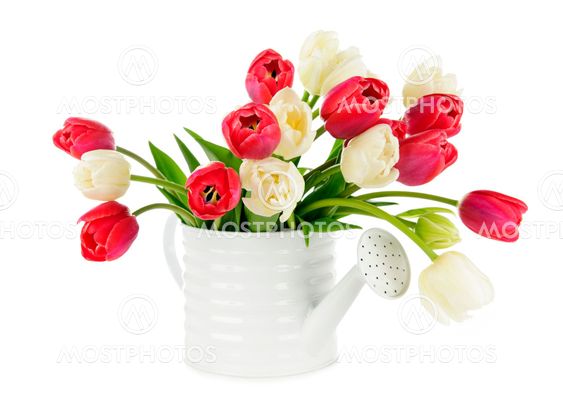 Red and white tulips