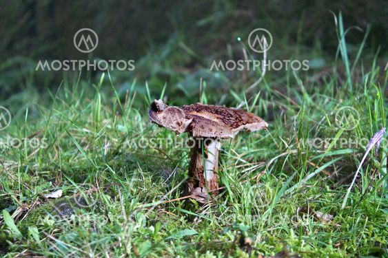 Mushroom